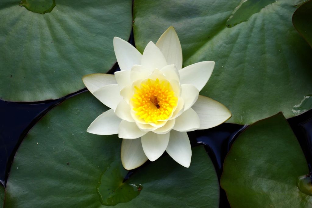 Nymphaea «Pygmaea helvola» (Climbertobby)