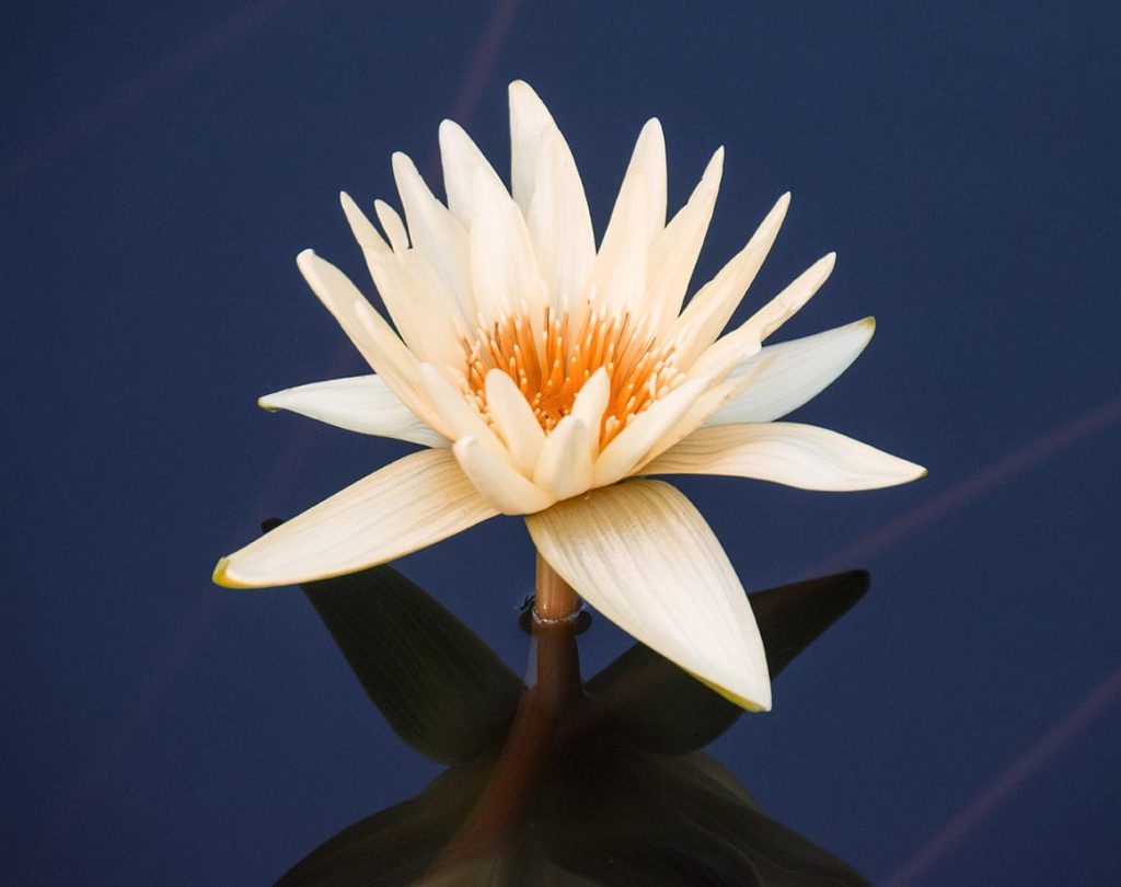Nymphaea «Yellow Dazzler» (Ron Cogswell)