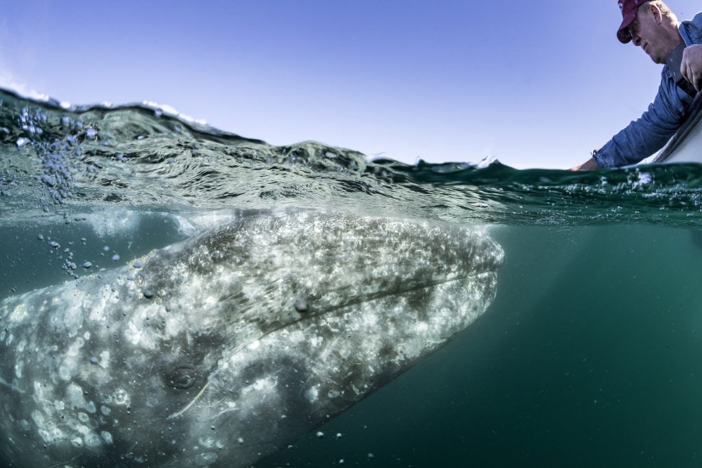 La balena grigia (Eschrichtius robustus), si avvicina alla barca e consente alle persone di accarezzarla, a Magdalena Bay, Messico (Franco Banfi)