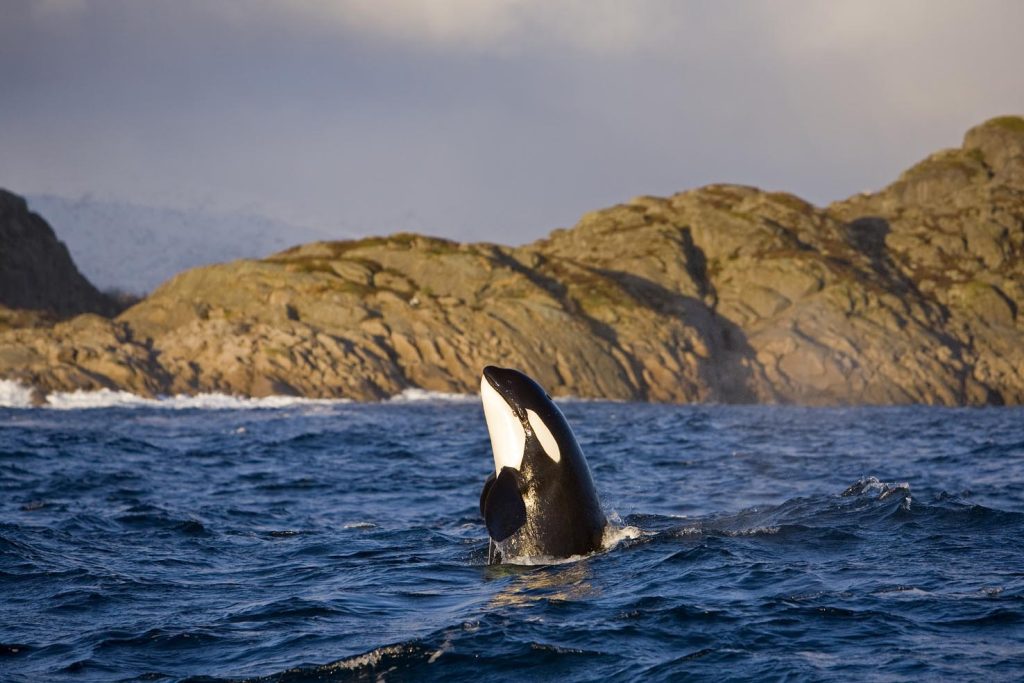 Orca (Orcinus orca), Vestfjord, Ofotfjord e Tysfjord, Isole Lofoten in Norvegia, Oceano Atlantico (Franco Banfi)