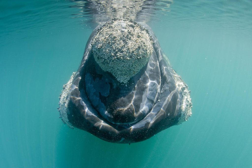 Capodoglio madre e vitello, (Physeter macrocephalus), il capodoglio è il più grande degli odontoceti.  Dominica, Mar dei Caraibi (Franco Banfi)