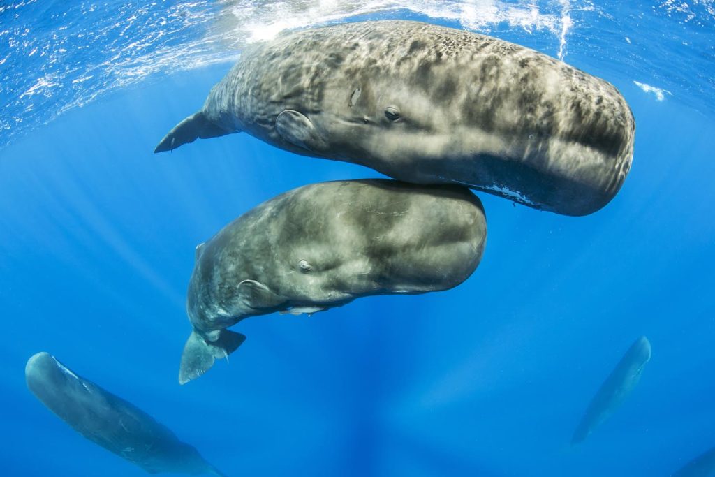 Balena Franca Australe (Eubalaena australis), Golfo Nuevo, in Patagonia, Argentina, Oceano Atlantico (Franco Banfi)
