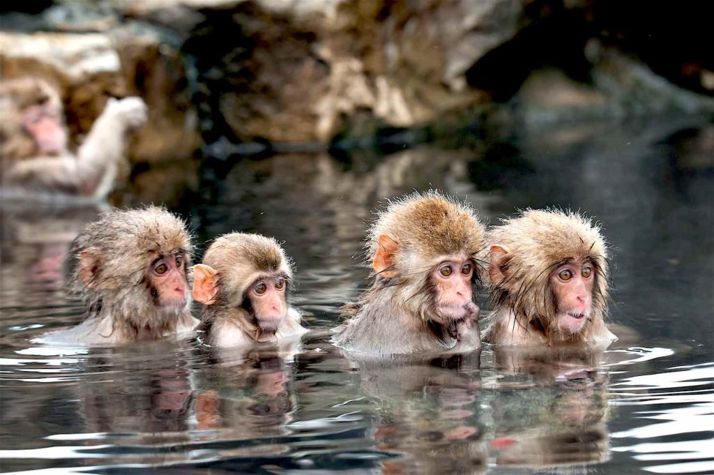 Bagno caldo e spulciamento reciproco sono mezzi rilassanti usati dai primati (Christopher Liang)