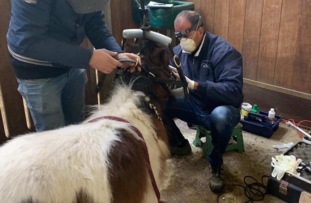 Il veterinario Stefano D’Albena (MG Buletti)
