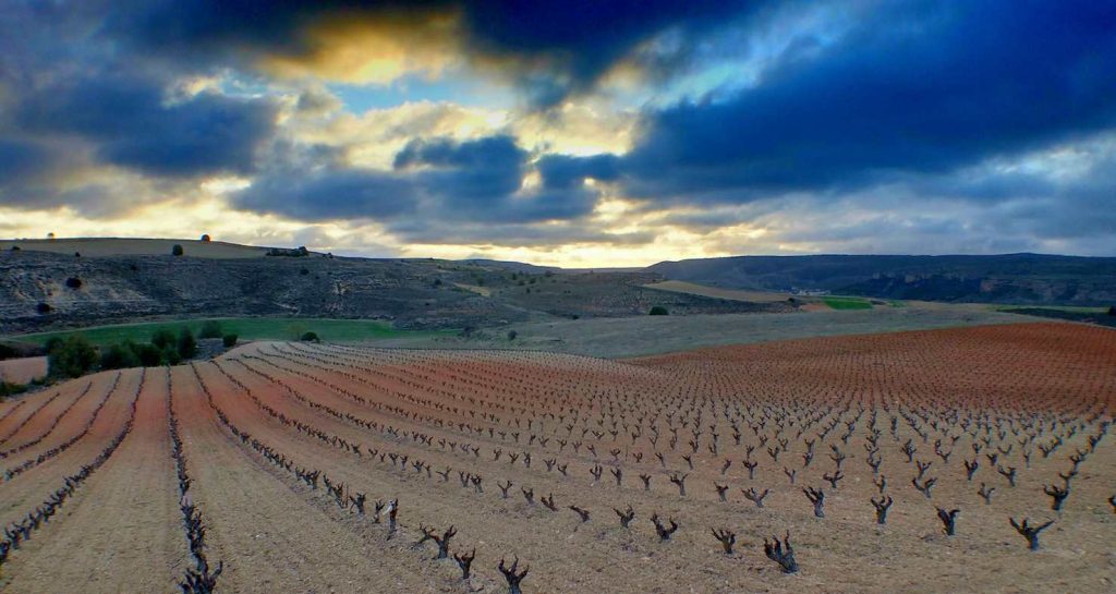 Uno scorcio della Ribera del Duero (pexels.com)