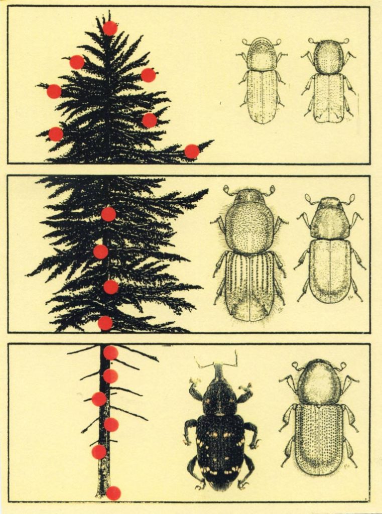 Localizzazione dei bostrici e di un coleottero curculioide sulle differenti parti dell’albero
(Alessandro Focarile)