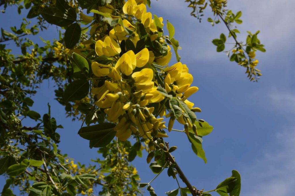 Fiori di maggiociondolo (Irene Grassi )