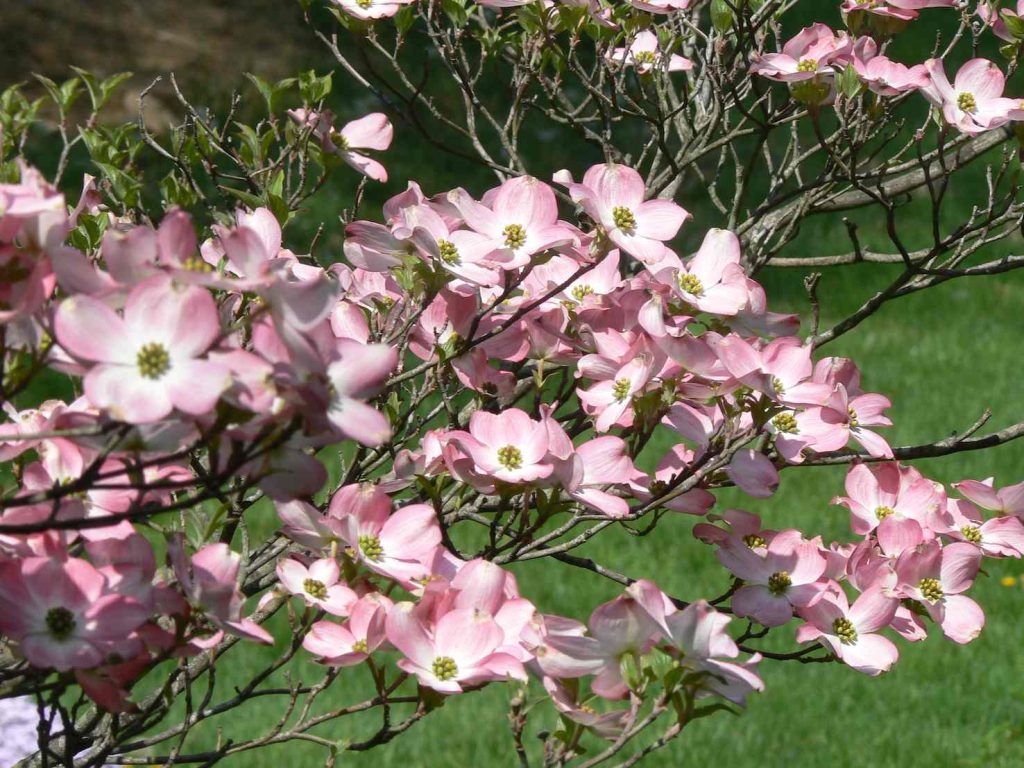 I <i>Cornus florida </i>«Rubra», con brattee rosa e striate di bianco (Max Frear)