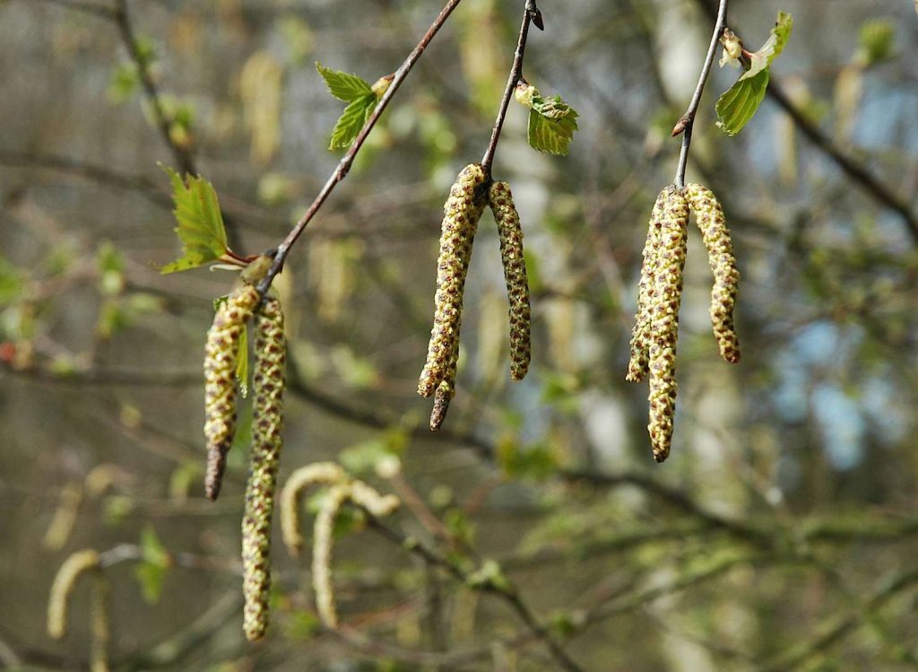 (DimiTalen)