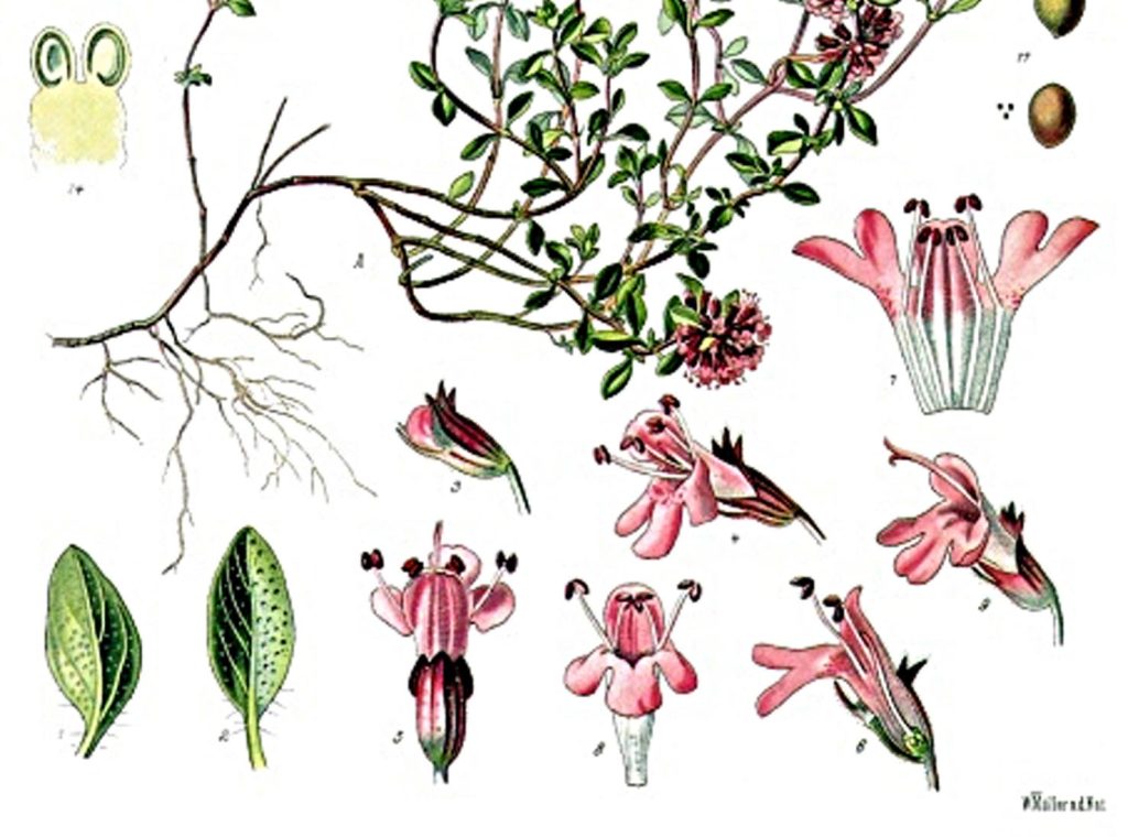 Tavola della pianta medicinale Thymus serpyllum (Köhler)