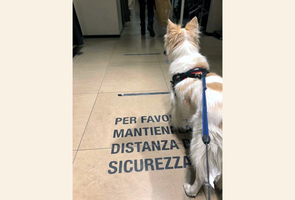 Oggi imponiamo ai cani di convivere in una società sempre più complessa che esige un comportamento consono in ogni circostanza (MaMa)