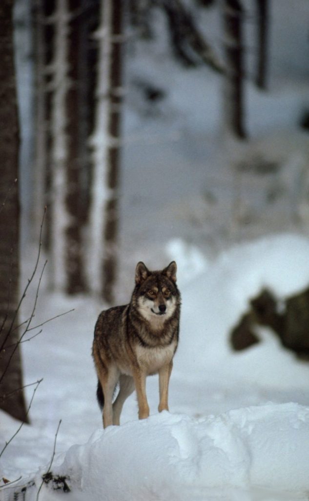 (WWF)