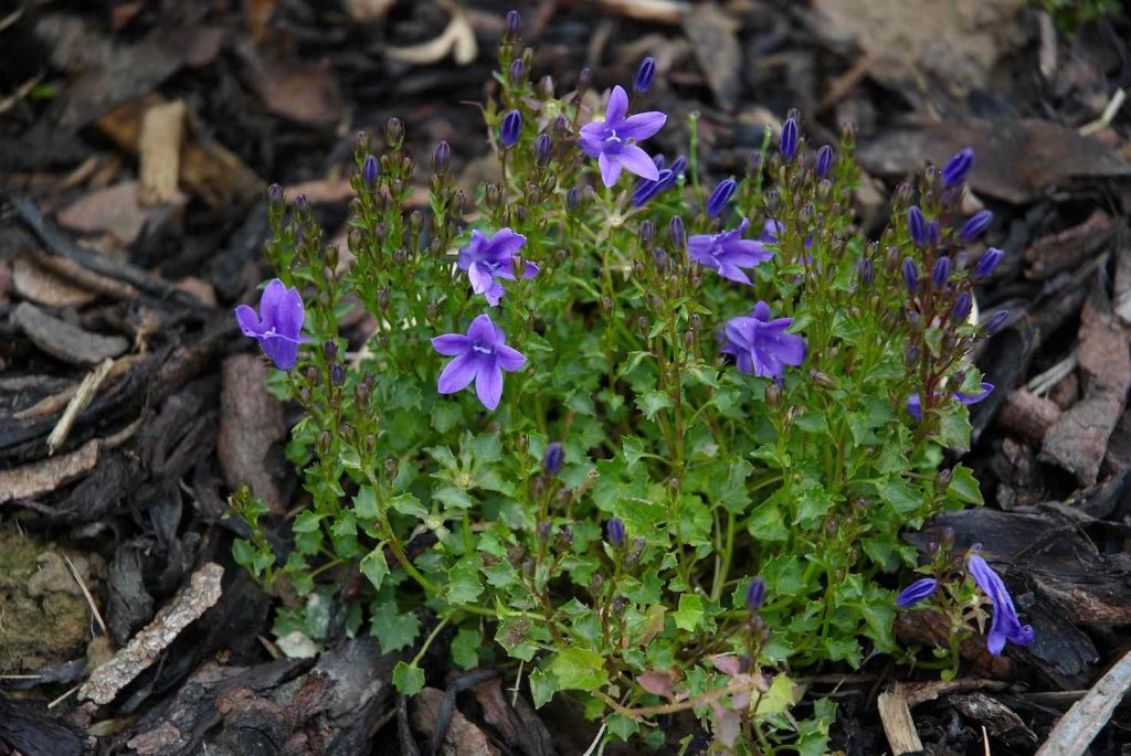 Campanula portenschlagiana (Wouter Hagens)
