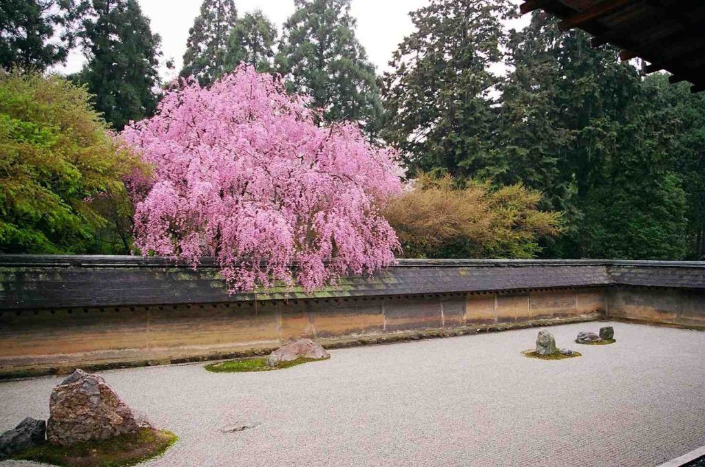 Un ciliegio in fiore al giardino di rocce del tempio di Ryōan-ji a Kyoto, Giappone (Didier Moïse)