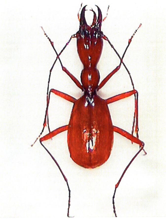 Italaphaenops dimaioi (Alessandro Focarile)