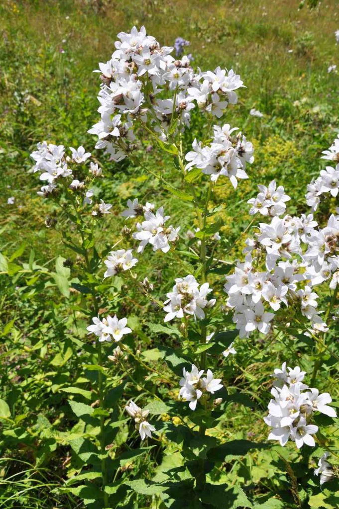 Un esemplare di Campanula lactiflora (Lazaregagnidze)