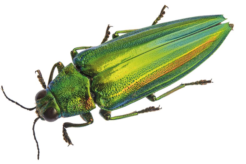 Coleottero buprestide / Chrysochroa vittata, Tailandia (Stefano Dal Secco)