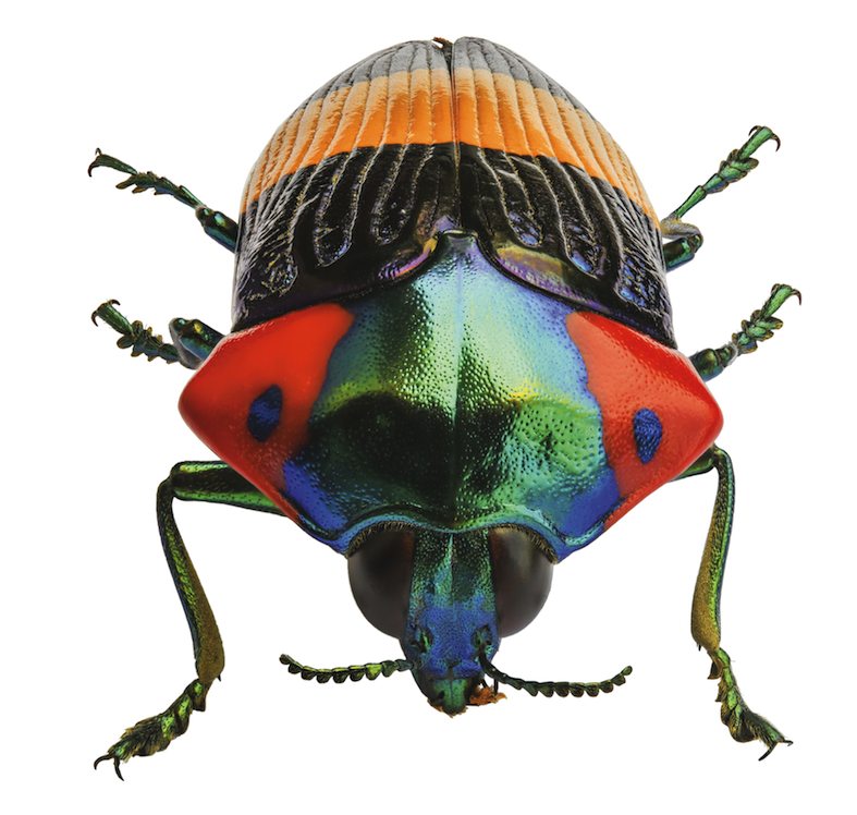 Calodema ribbei, Nuova Guinea (Stefano Dal Secco)