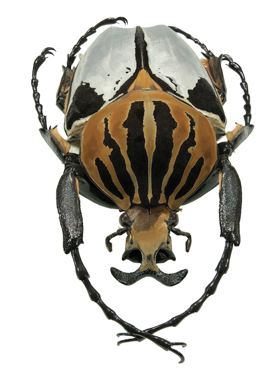 Scarabeo golia / Goliathus cacicus maschio, Africa Occidentale (Stefano Dal Secco)