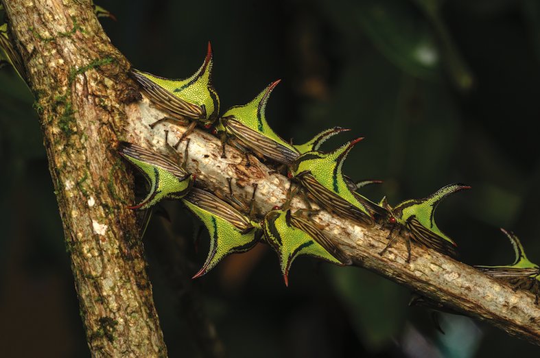 Insetti che imitano spine / Umbonia crassicornis, Costa Rica (Stefano Dal Secco)
