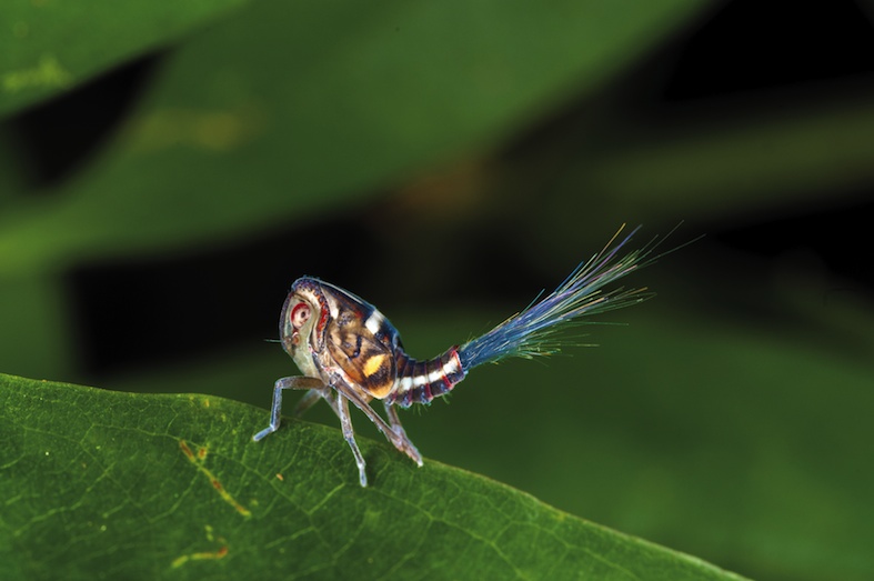Giovane di insetto nogodinide, Costa Rica (Stefano Dal Secco)