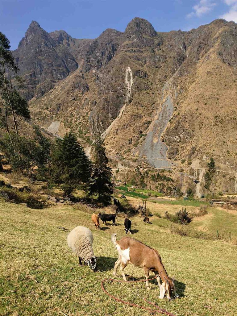 Animali al pascolo