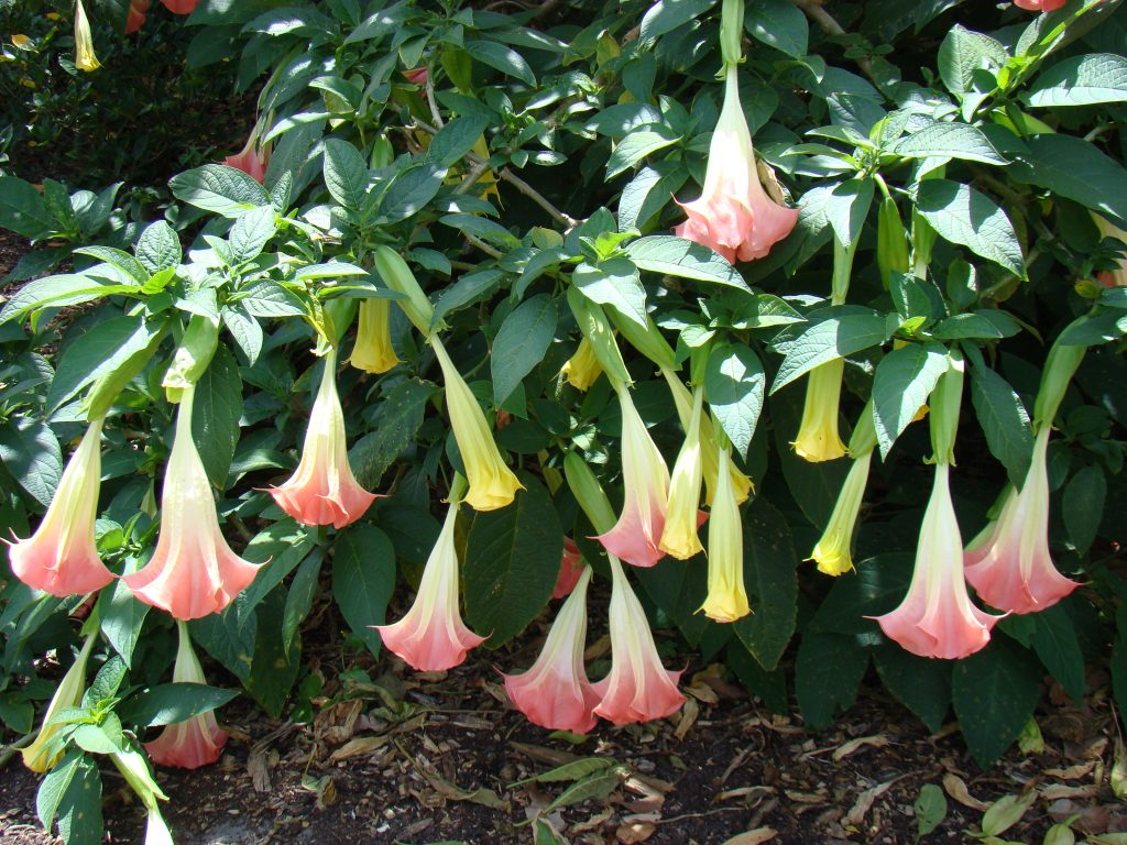 Durante la fioritura la Brugmansia suaveolens richiede molta acqua (Asit K. Ghosh)