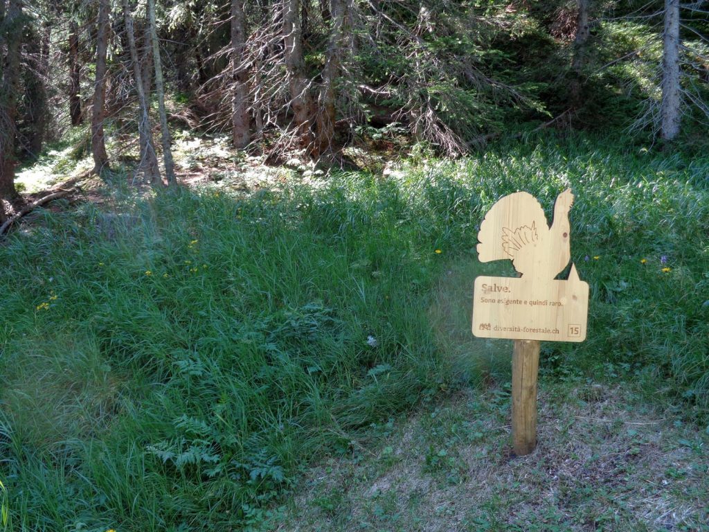 San Bernardino, percorso bosco, Gallo cedrone