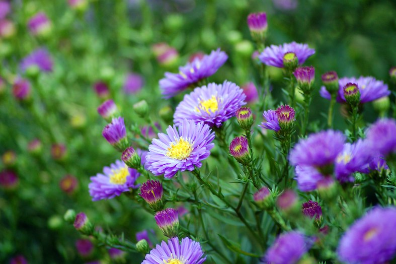 Esemplare di Aster Novi-Belgii (Rob Young)