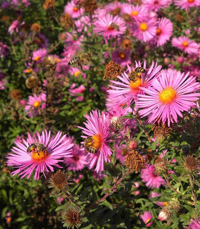 Esemplare di Aster novae-angliae (Haeferi)