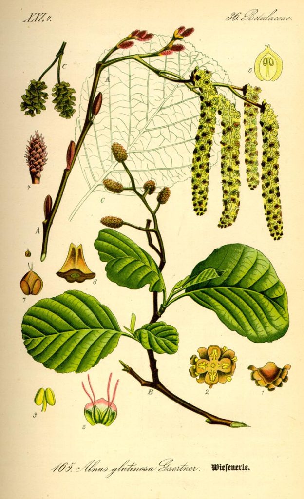 Illustrazione delle parti dell’Ontano nero tratta da Flora von Deutschland, Österreich und der Schweiz, del Prof. Dr. Otto Wilhelm Thomé, 1885, Gera, Germany. 