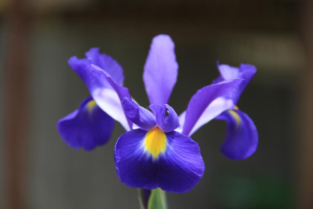 Un esemplare di Iris tingitana, sottogenere Xiphium (Oleg Yunakov)