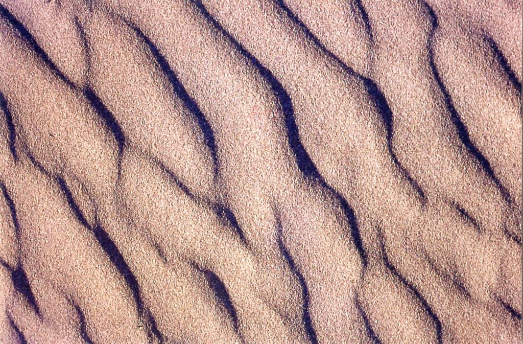 Il vento che soffia dal mare edifica la duna di sabbia (Alessandro Focarile)