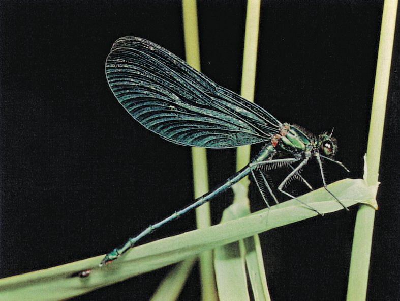 Una specie di libellula in attesa della preda (4 centimetri)