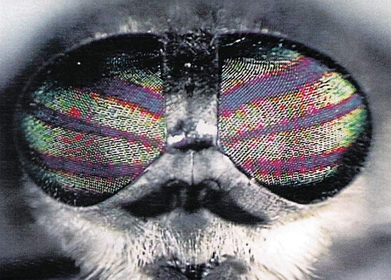 Una specie di tafano (5 millimetri)