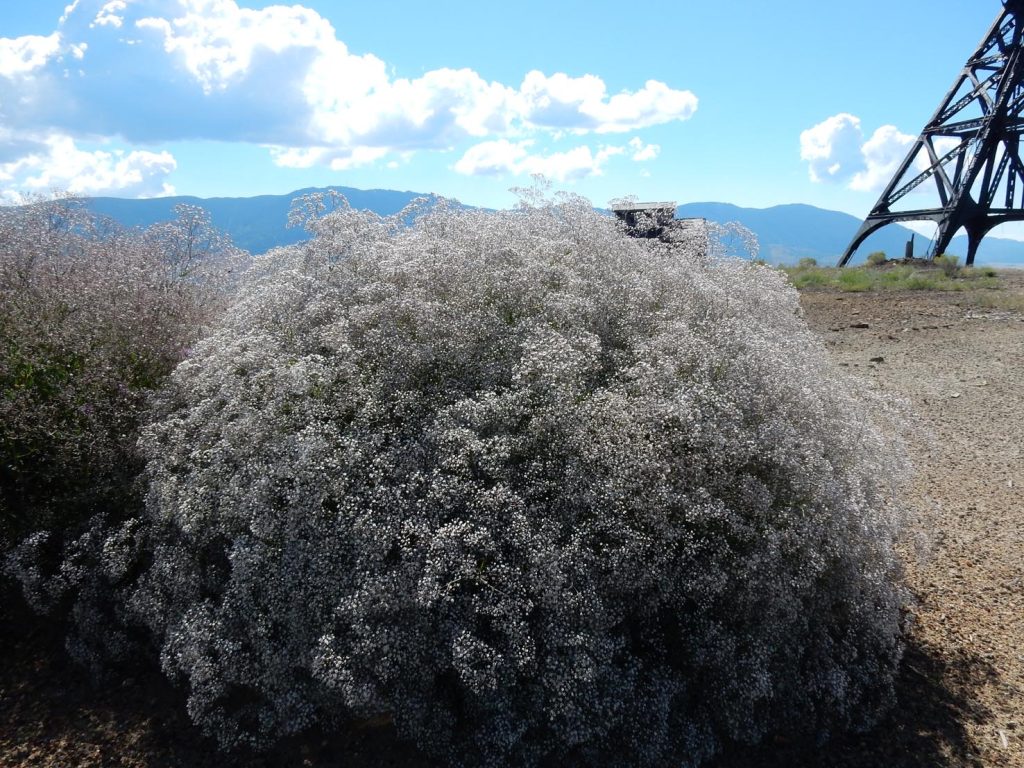 Una nuvola di Gypsophila paniculata (Matt Lavin)