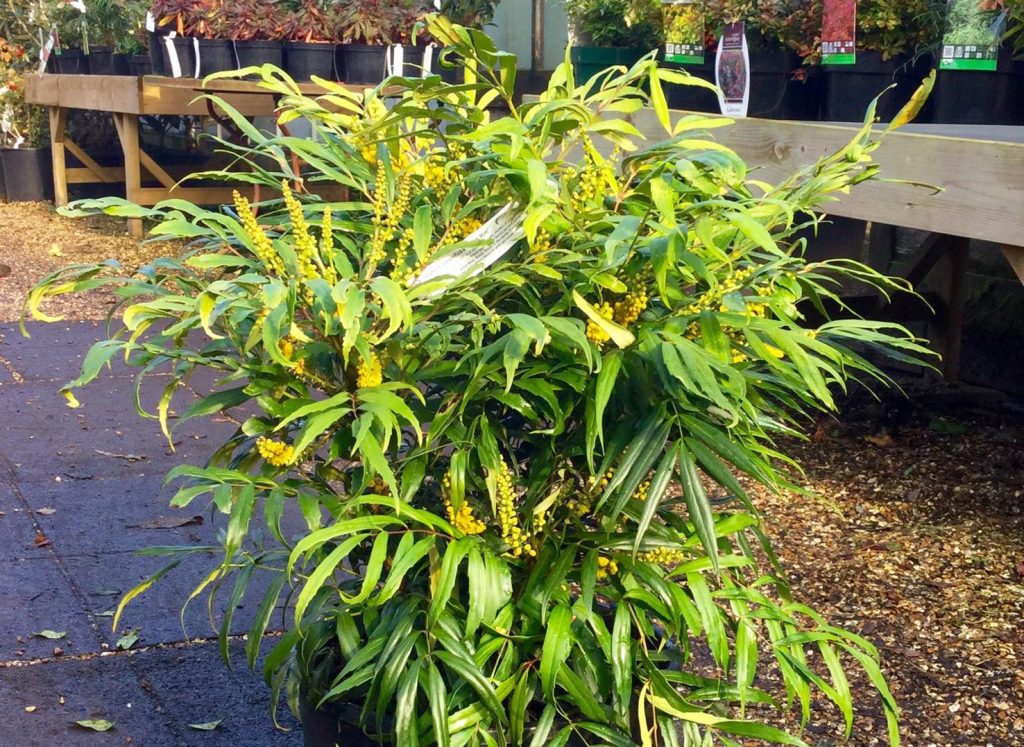 Un esemplare di Mahonia confusa «Nara Hiri» (Twitter.com.BruceBigPlant)