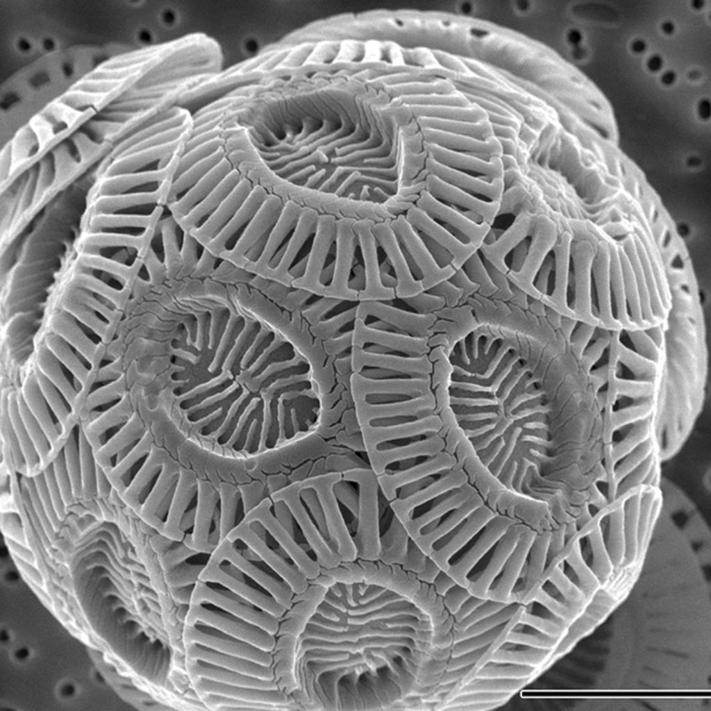 Foto al microscopio elettronico di coccolitoforide attuale, diametro 0.03 mm (A.R. Taylor, PLoS Biol 9(6):ev09.i06, 2011)