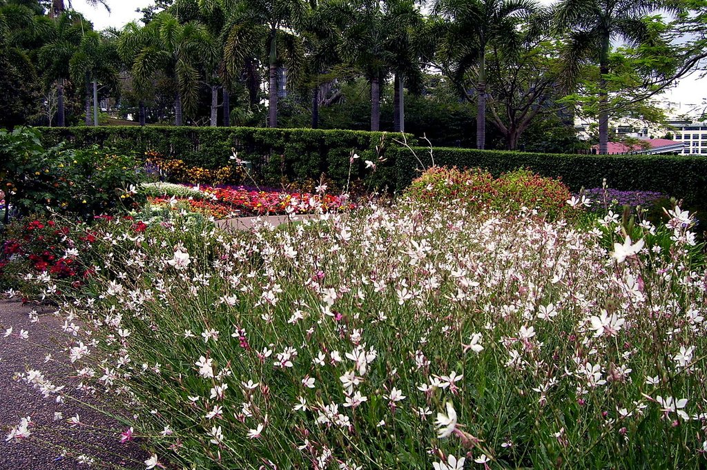 I loro fiori somigliano a farfalle (Wikimedia)