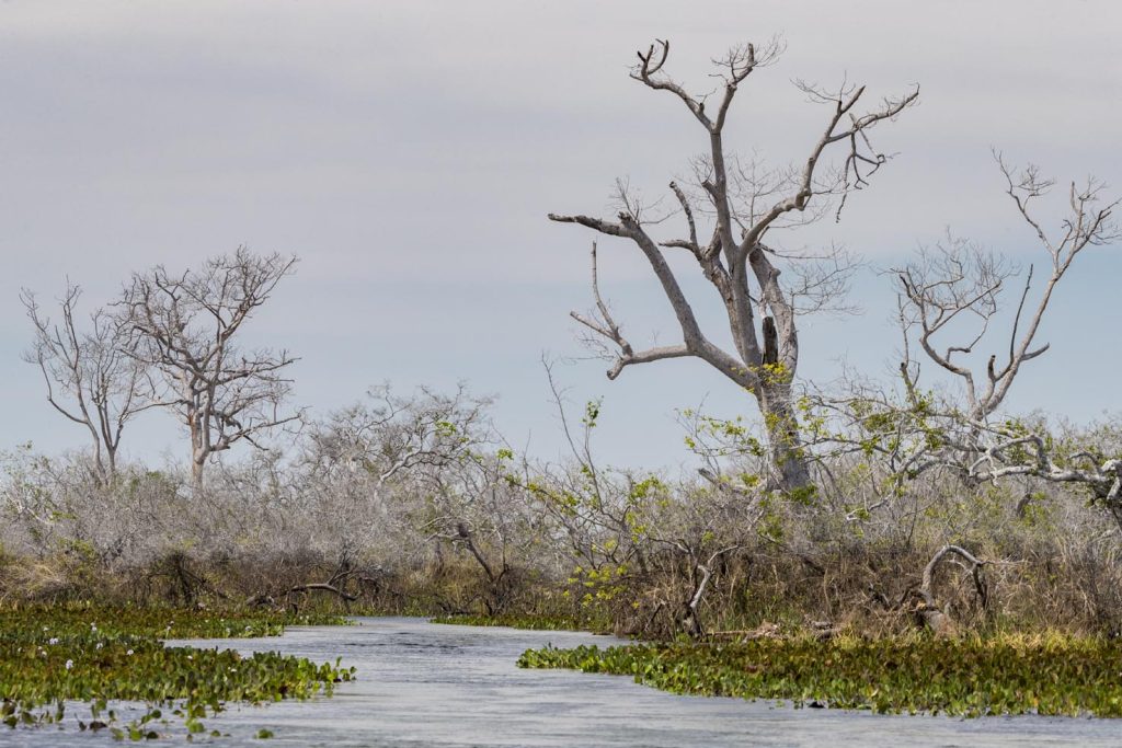 Paesaggio della zona umida del Pantanal, Brasile (Franco Banfi)