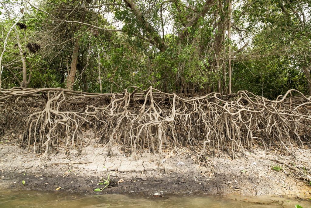Radici degli alberi sopra il livello dell'acqua nella stagione secca, Pantanal, Mato Grosso do Sul, Brasile (Franco Banfi)