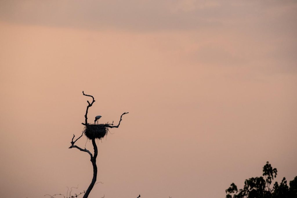 Adulto jabiru stork (Jabiru mycteria), nel nido al tramonto, Pantanal zone umide, Mato Grosso, Brasile (Franco Banfi)