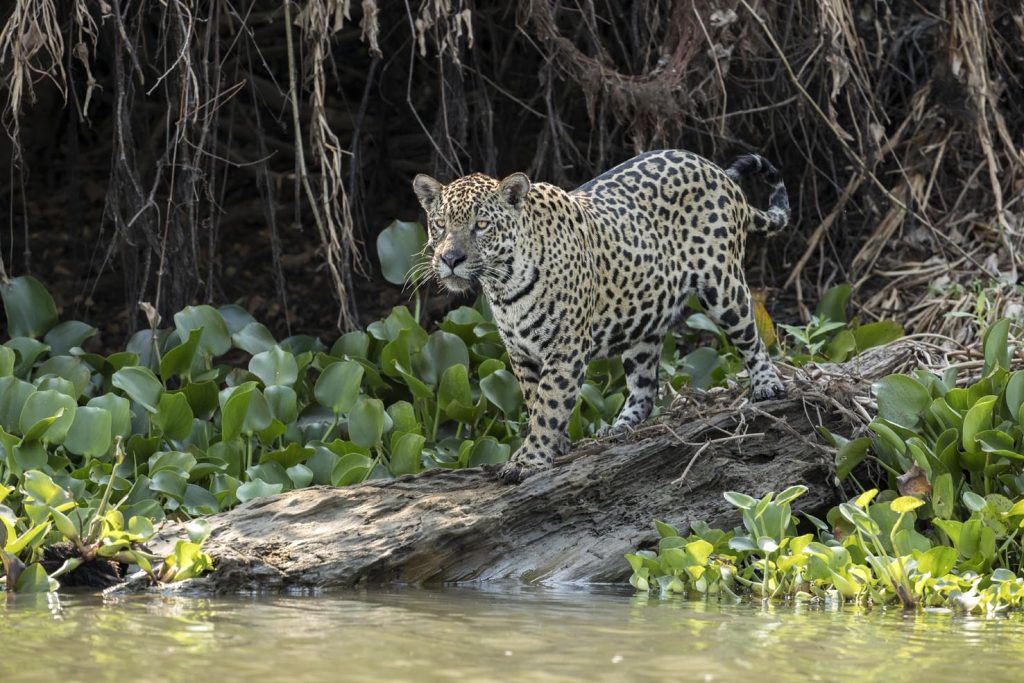 Il giaguaro (Panthera onca) è una specie di gatto selvatico ed è l’unico membro esistente del genere Panthera originario delle Americhe (Franco Banfi)