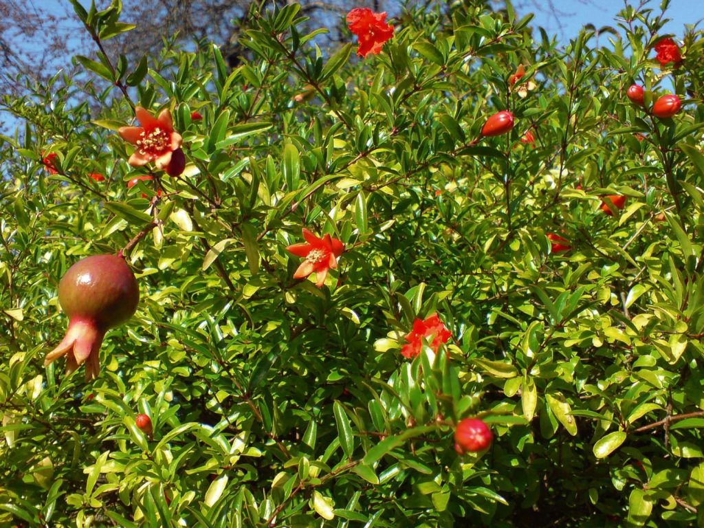Punica granatum varietà nana (Tubifex)