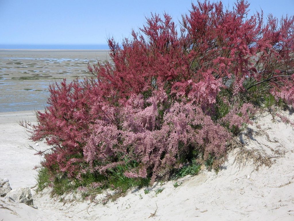 Un esemplare cespuglioso di Tamarix gallica (Meneerke bloem)