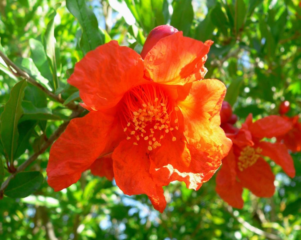 Un fiore di Punica granatum (Stan Shebs)