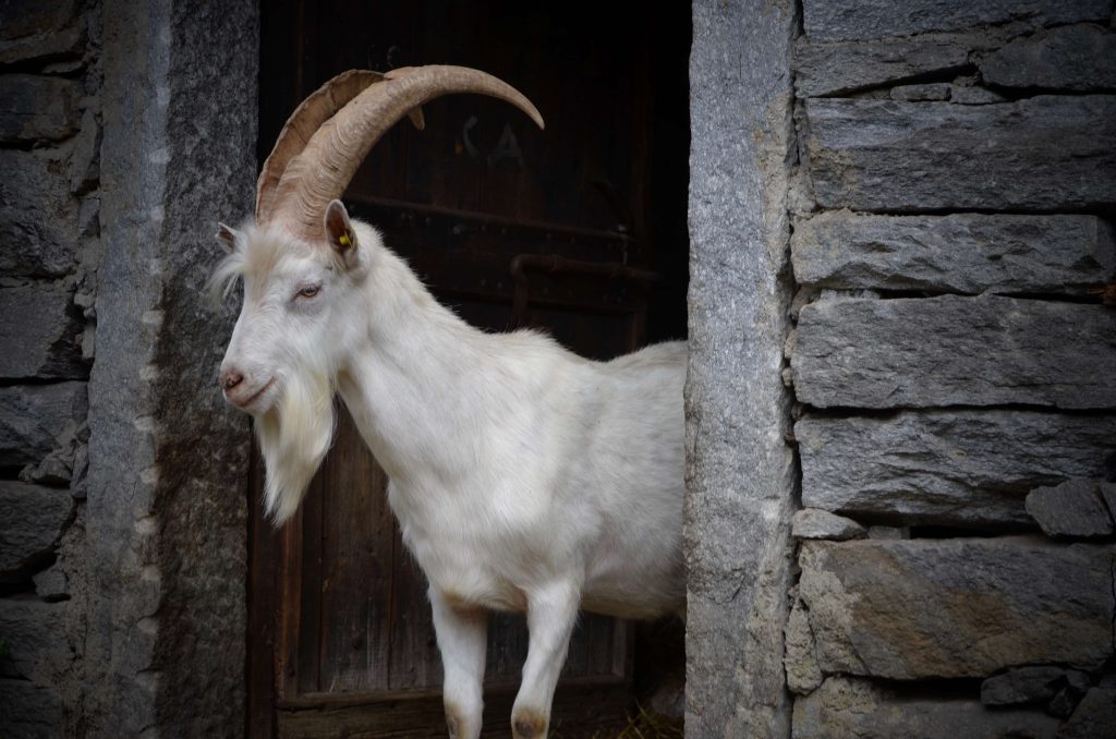 Il caprone...