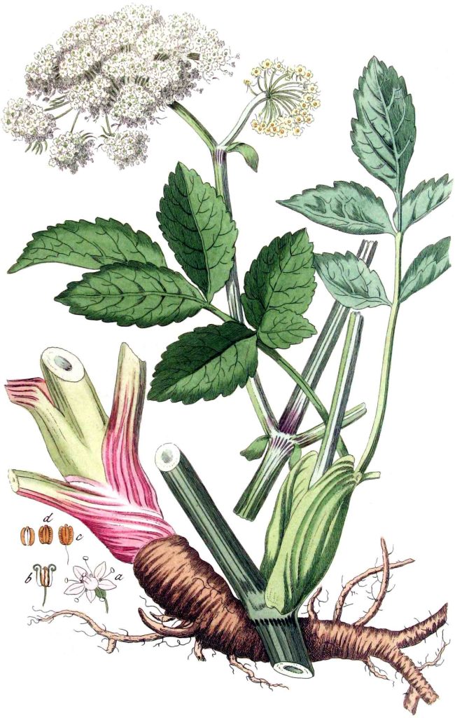 Si chiama Angelica sylvestris L, ma per molti è l’«erba degli angeli»