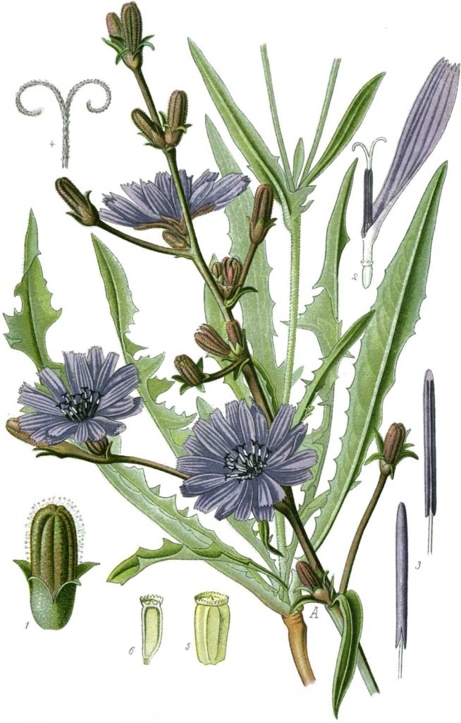 Illustrazioni delle parti della cicoria selvatica