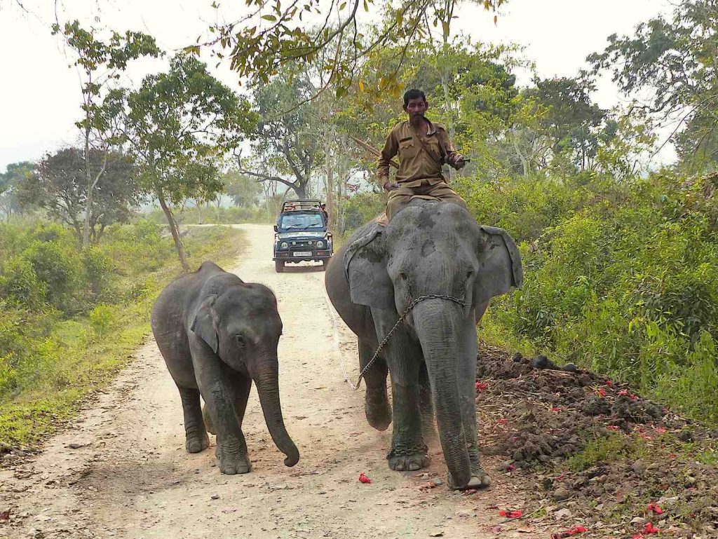 Lungo la strada dentro il parco nazionale di Kaziranga, patrimonio Unesco